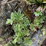 Potentilla nivalis Habit