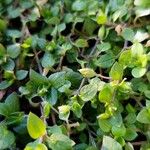 Stellaria apetala Leaf