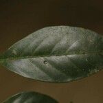 Inga loubryana Leaf
