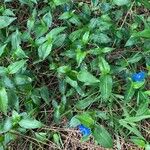 Commelina cyanea Hoja