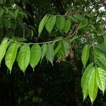 Trophis racemosa Feuille