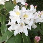 Rhododendron maximumКветка