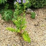 Polemonium foliosissimum Foglia