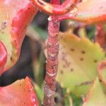 Kalanchoe sexangularis Bark