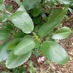 Kalanchoe pinnata फूल