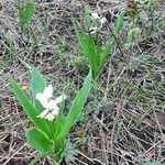 Chlorophytum tuberosum Habitus