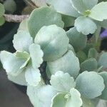 Kalanchoe fedtschenkoi Hoja