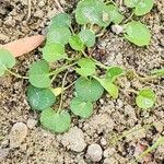 Dichondra micrantha Habit