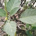 Brugmansia suaveolens Lehti