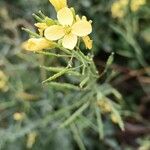 Brassica fruticulosa Fleur