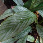 Calathea argyrophylla