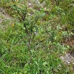 Salix myrsinifolia Habitus