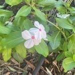 Catharanthus coriaceus 花