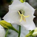 Campanula persicifolia Fiore