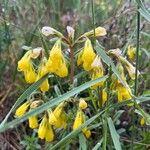 Onosma pseudoarenaria Fiore