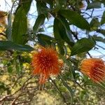 Stifftia chrysantha Fleur