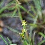 Juncus pygmaeus Virág