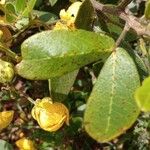 Senna macranthera Leaf