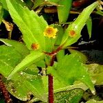 Acmella paniculata Flower