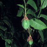 Passiflora laurifolia Fruit