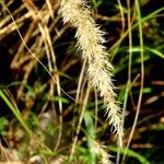 Achnatherum calamagrostis Frucht