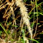 Achnatherum calamagrostis ফল