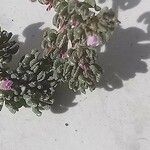 Frankenia pulverulenta Hoja
