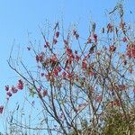 Ipomoea heptaphylla Habit