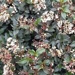 Viburnum tinus عادت داشتن