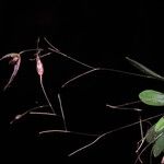Andreettaea aristata Floare
