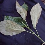 Maesobotrya klaineana Leaf