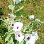 Astripomoea hyoscyamoides Floare