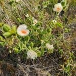 Hibiscus flavifolius 花