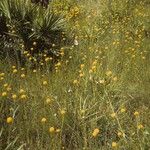 Polygala longicaulis Hábito