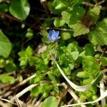 Veronica triphyllos Kukka