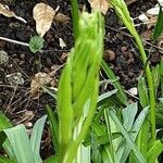 Camassia leichtlinii फूल