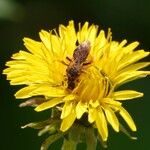 Taraxacum officinale Floare