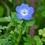 Nemophila menziesii 花