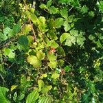 Rubus imbricatus Ffrwyth