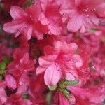 Rhododendron kaempferi Blüte