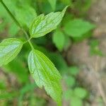 Clematis virginianaपत्ता