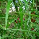 Polygonatum verticillatum Ffrwyth