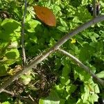 Aronia melanocarpa Bark