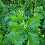 Crataegus marshallii Leaf