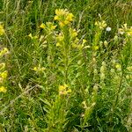 Oenothera deflexa Libunga