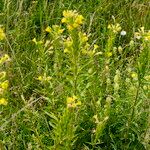 Oenothera deflexa