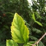 Hibiscus schizopetalus List