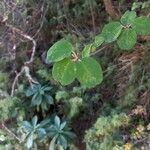 Amelanchier ovalis Leaf
