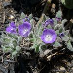 Phacelia cephalotes Συνήθη χαρακτηριστικά