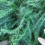 Achillea crithmifolia Frunză